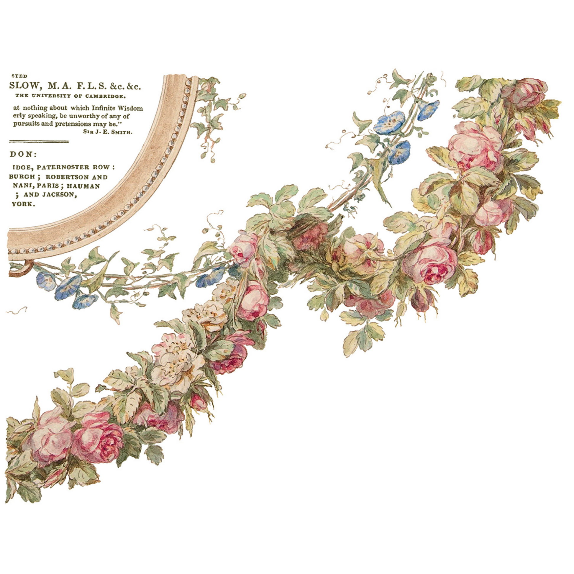 "The Botanist" IOD transfer by Iron Orchid Designs. Sheet 4 of 4. Available at Milton's Daughter.