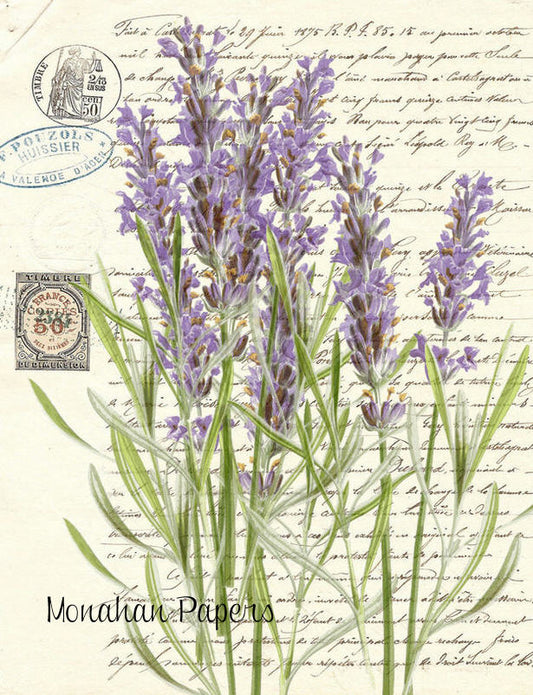 Monahan Papers "Botanical 41."  Lavender on white background. Aged paper for decoupage and mixed media art available at Milton's Daughter