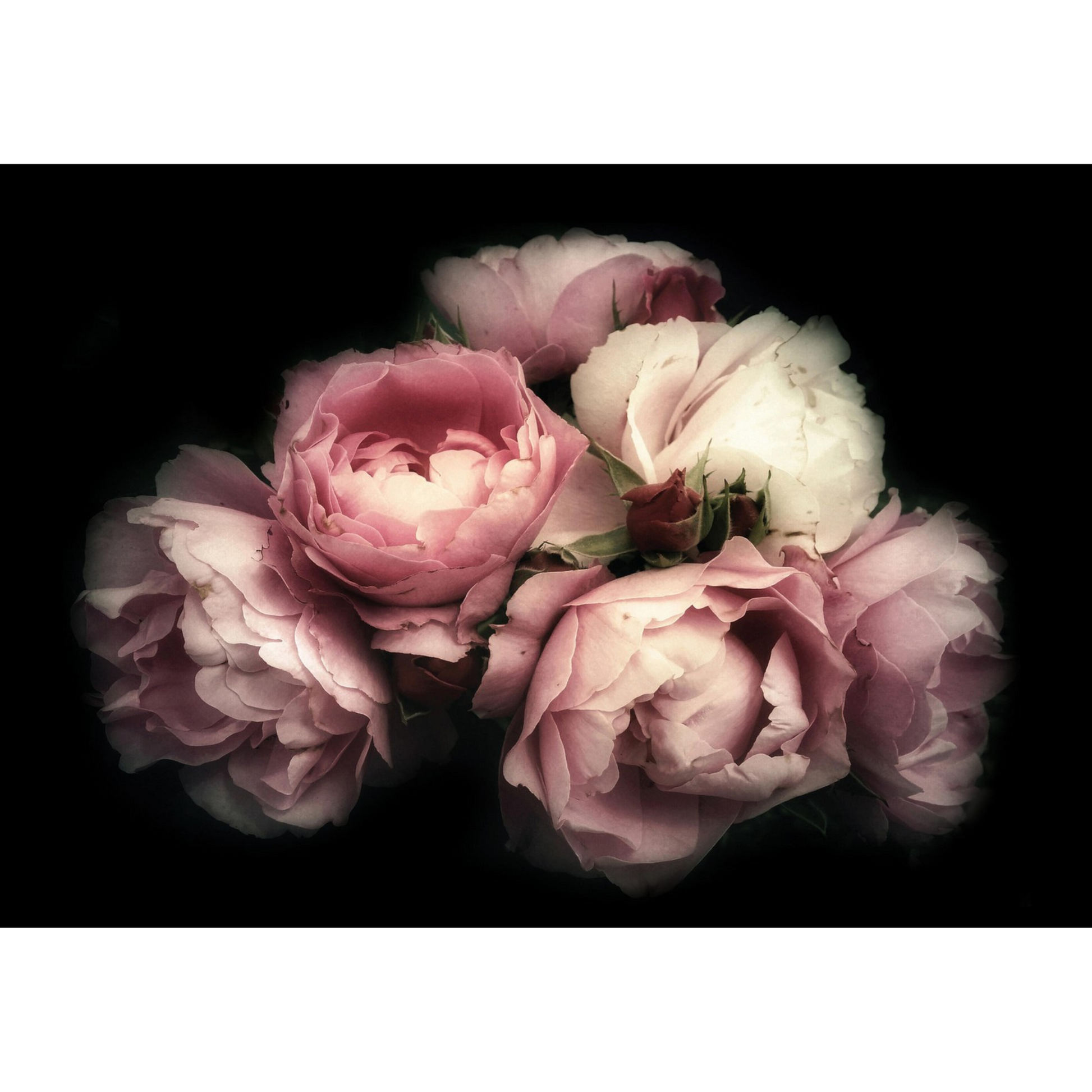 "Pink Roses" from Ninny's Napkins tear resistant tissue paper available in sizes A3 and A4 at Miton's Daughter