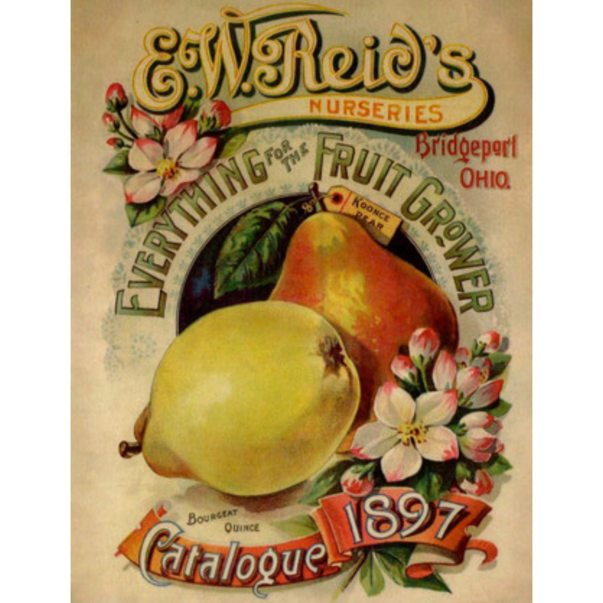 "EW Reid's Nurseries-Koonce Pear 1897" reproduction on decoupage rice paper by Calambour. Size A4 available at Milton's Daughter.