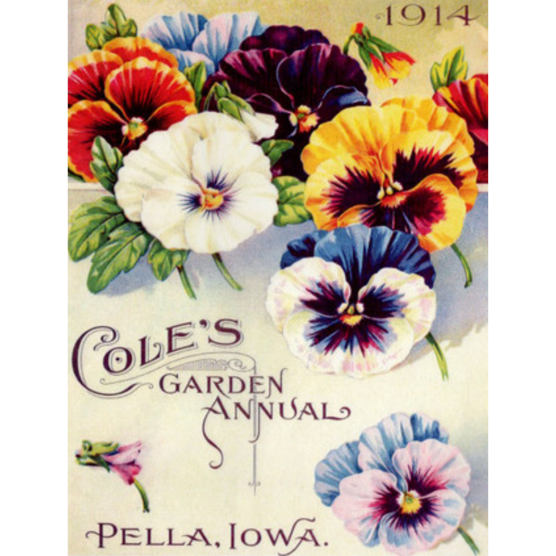 "Cole's Garden Annual Pansies-TT95" reprotuction print on decoupage rice paper by Calambour. Size A4 available at Milton's Daughter.