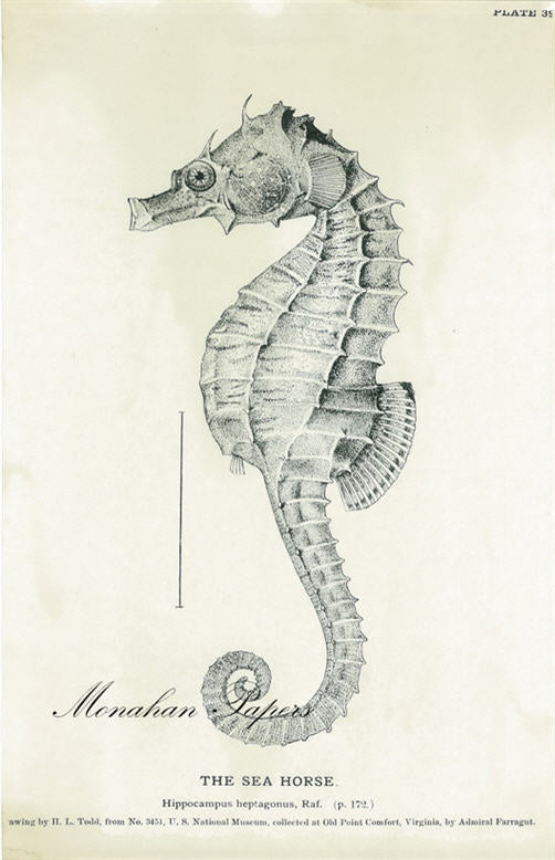 Monahan Papers "The Sea Horse" 11" x 17" Sea Horse etching, antique nautical motif. Aged paper for decoupage and mixed media art available at Milton's Daughter